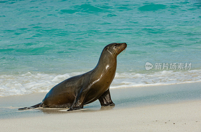 加拉帕戈斯海狮(Zalophus wollebaeki)是一种生活和繁殖在Galápagos群岛的海狮。厄瓜多尔;加拉帕戈斯群岛;加拉帕戈斯群岛国家公园;在沙滩上散步。胡德岛的加德纳湾。